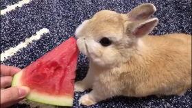 娱乐吃瓜小兔子视频下载